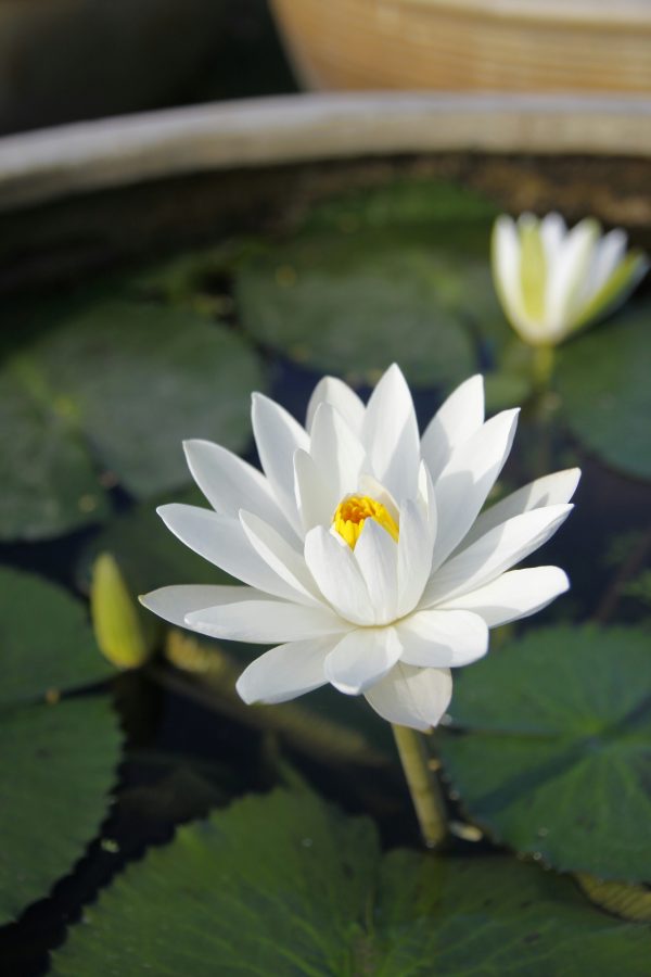The Mindfulness Lotus: Five Petals of Conscious Living