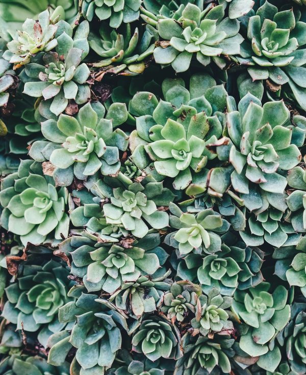 Conscious Living System