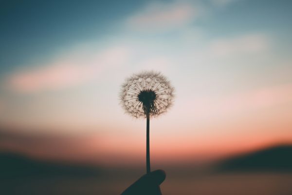 Mindful Living Essentials